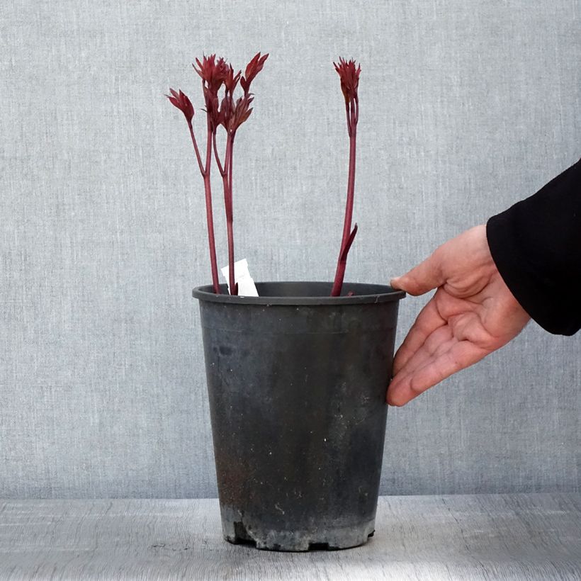 Peonia lactiflora Peonia Maceta 3L/4L Ejemplar entregado en la primavera