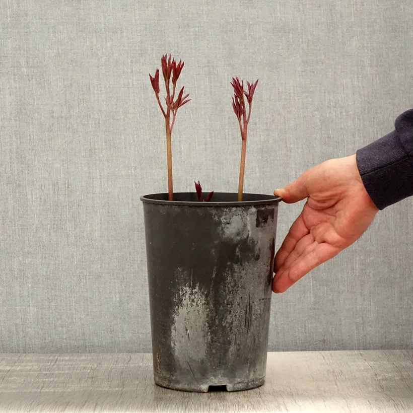 Peonia lactiflora Madame Emile Debatène Maceta 3L/4L Ejemplar entregado en la primavera