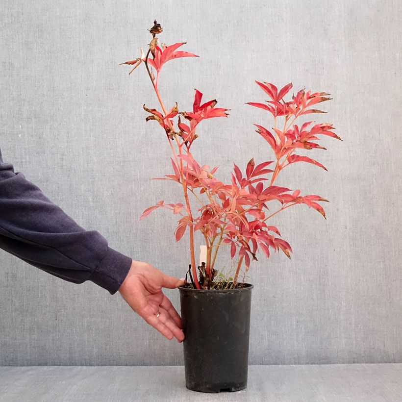 Ejemplar de Peonia lactiflora Mistress Maceta 4L/5L entregado en otoño