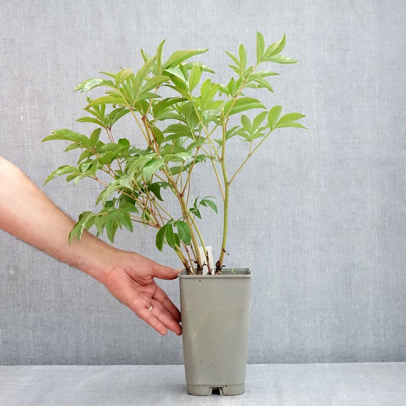 Peonia lactiflora Mistress Maceta 4L/5L Ejemplar entregado en la primavera