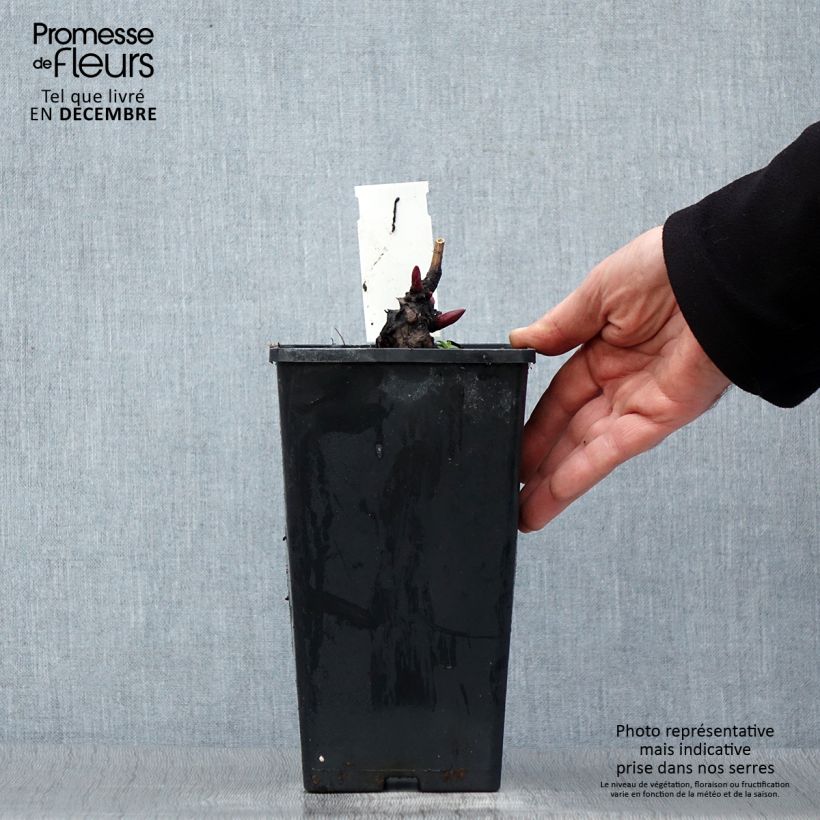 Peonia lactiflora Monsieur Jules Elie Maceta 3L/4L Ejemplar entregado en invierno