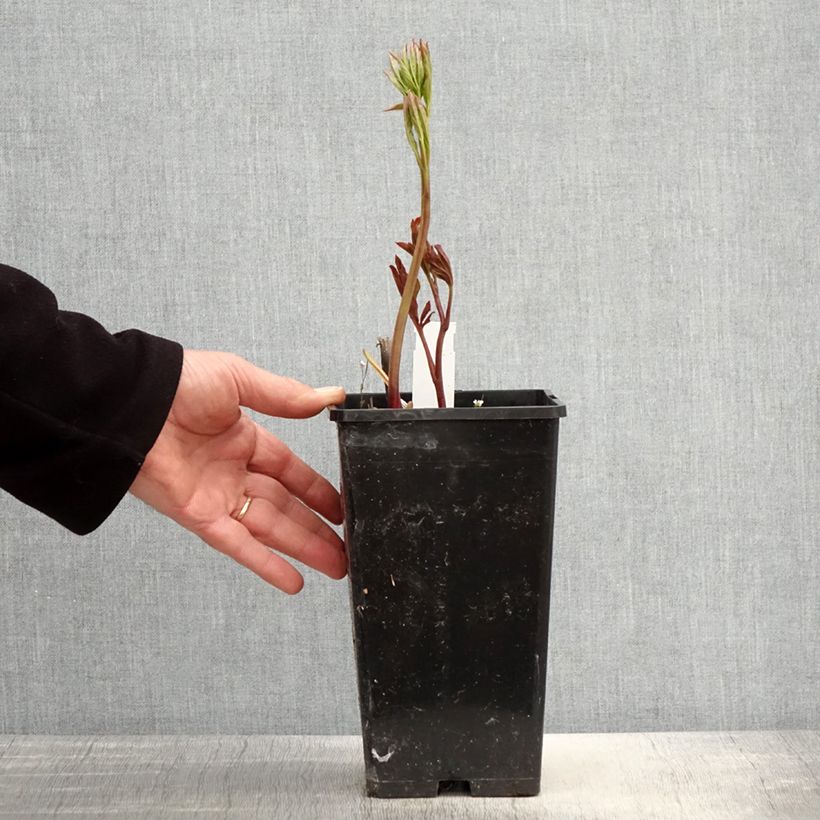 Peonia lactiflora Monsieur Jules Elie Maceta 3L/4L Ejemplar entregado en la primavera