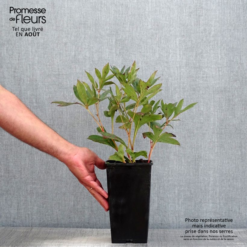 Ejemplar de Peonia lactiflora Mother's Choice Maceta 3L/4L entregado en verano