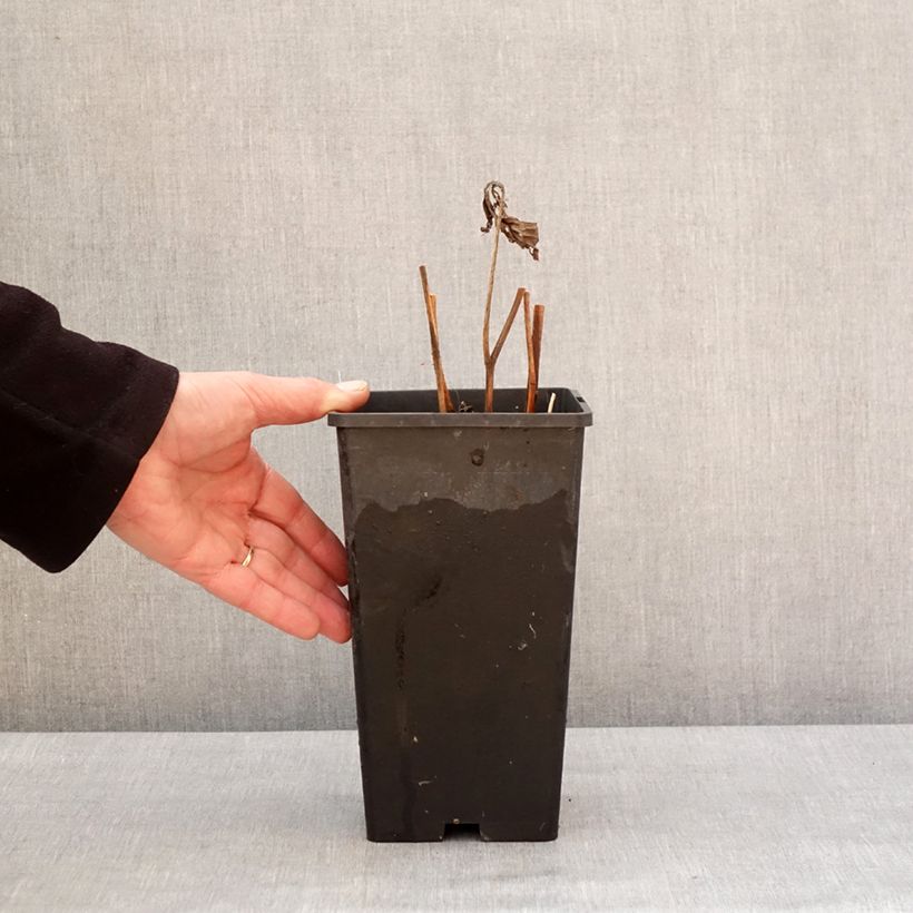 Peonia lactiflora Mother's Choice Maceta 3L/4L Ejemplar entregado en invierno