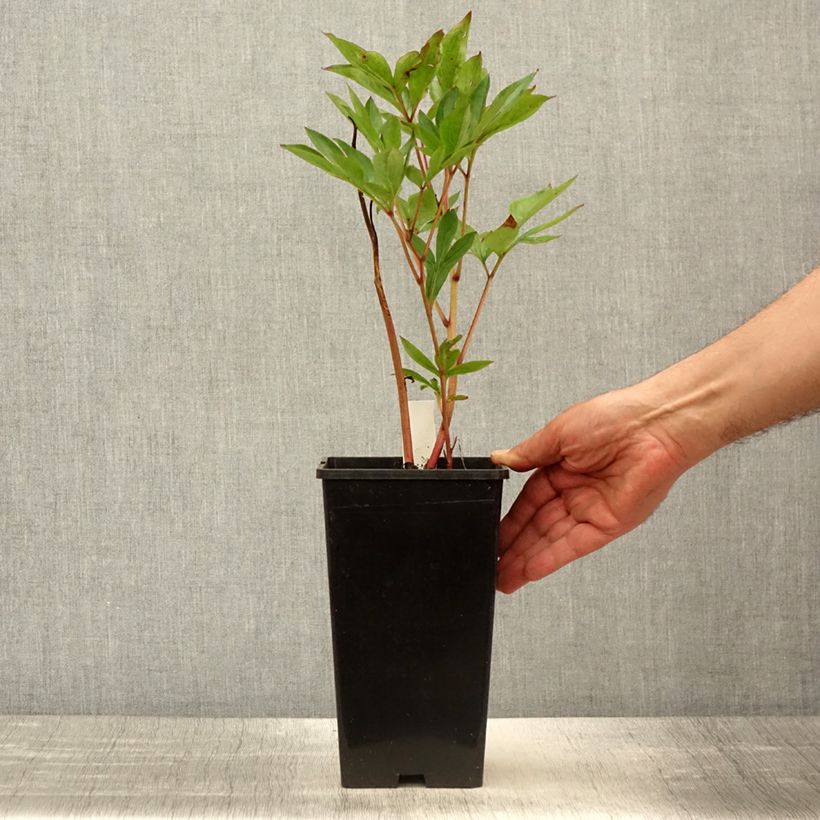 Peonia lactiflora Mother's Choice Maceta 3L/4L Ejemplar entregado en la primavera