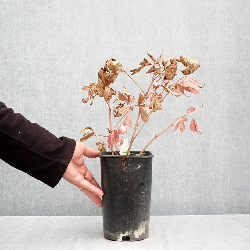 Ejemplar de Peonia lactiflora Mrs JV Edlund Maceta 4L/5L entregado en otoño
