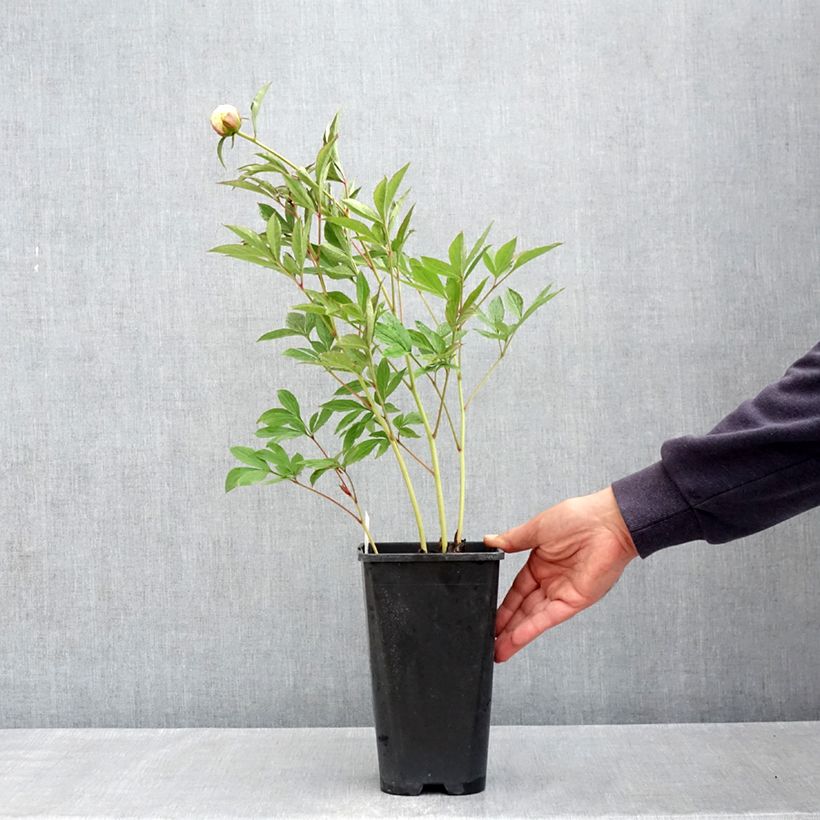 Peonia lactiflora Mrs JV Edlund Maceta 4L/5L Ejemplar entregado en la primavera