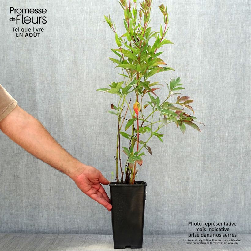 Ejemplar de Peonia lactiflora Neon Maceta 3L/4L entregado en verano