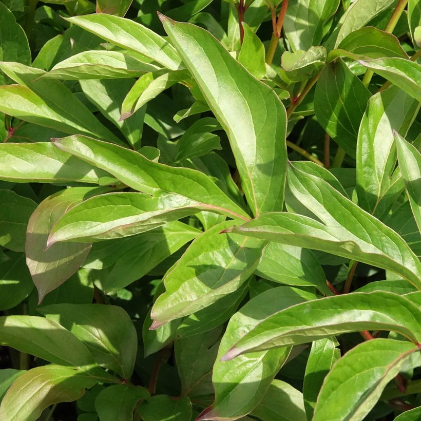 Peonia lactiflora Nymphe (Follaje)