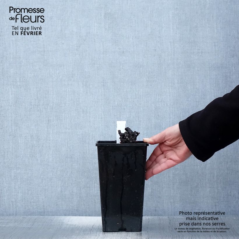 Peonia lactiflora Nymphe Maceta 3L/4L Ejemplar entregado en invierno