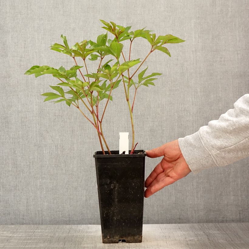 Peonia lactiflora Nymphe Maceta 3L/4L Ejemplar entregado en la primavera