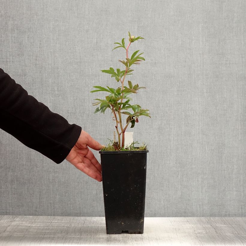 Peonia lactiflora Pink Hawaiian Coral Maceta 3L/4L Ejemplar entregado en la primavera