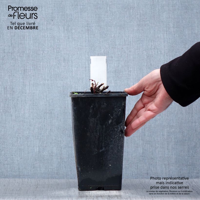 Peonia lactiflora Primevère Maceta 3L/4L Ejemplar entregado en invierno