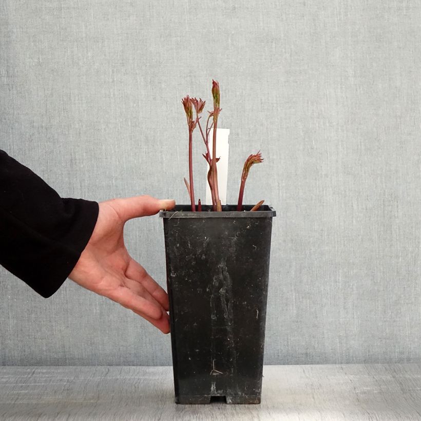 Peonia lactiflora Primevère Maceta 3L/4L Ejemplar entregado en la primavera