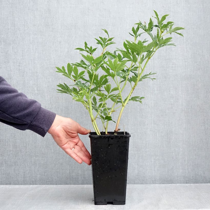 Peonia lactiflora Raspberry Charm Maceta 4L/5L Ejemplar entregado en la primavera