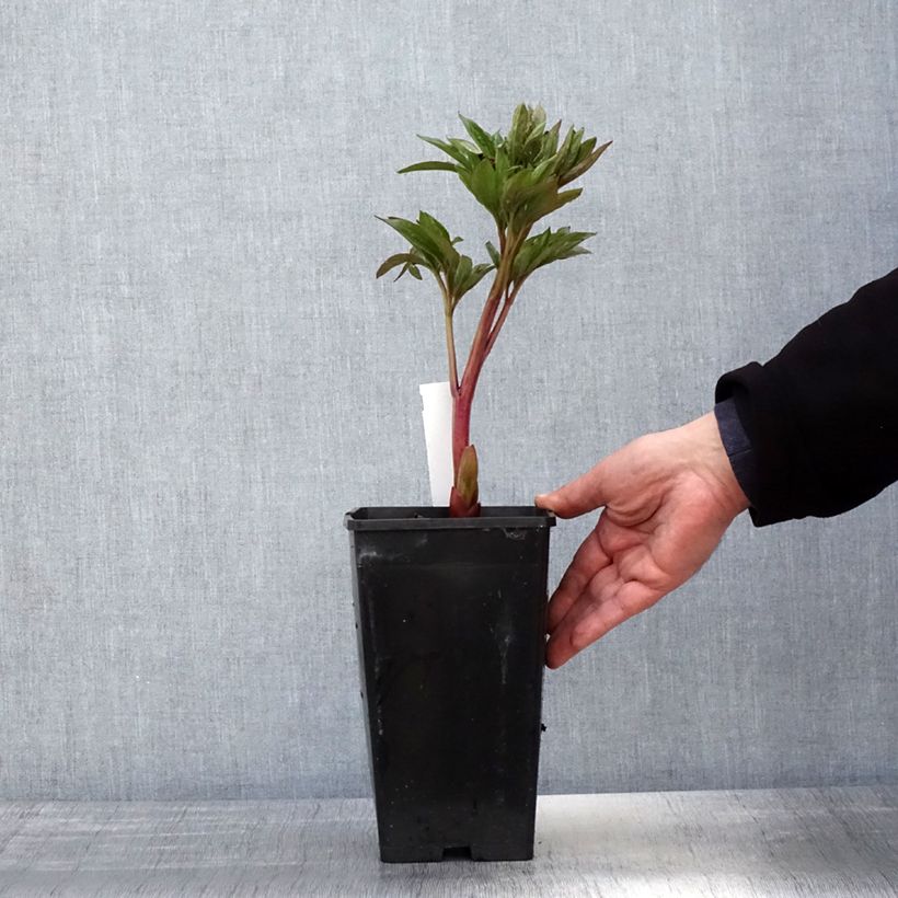 Peonia lactiflora Red Charm Maceta 3L/4L Ejemplar entregado en la primavera