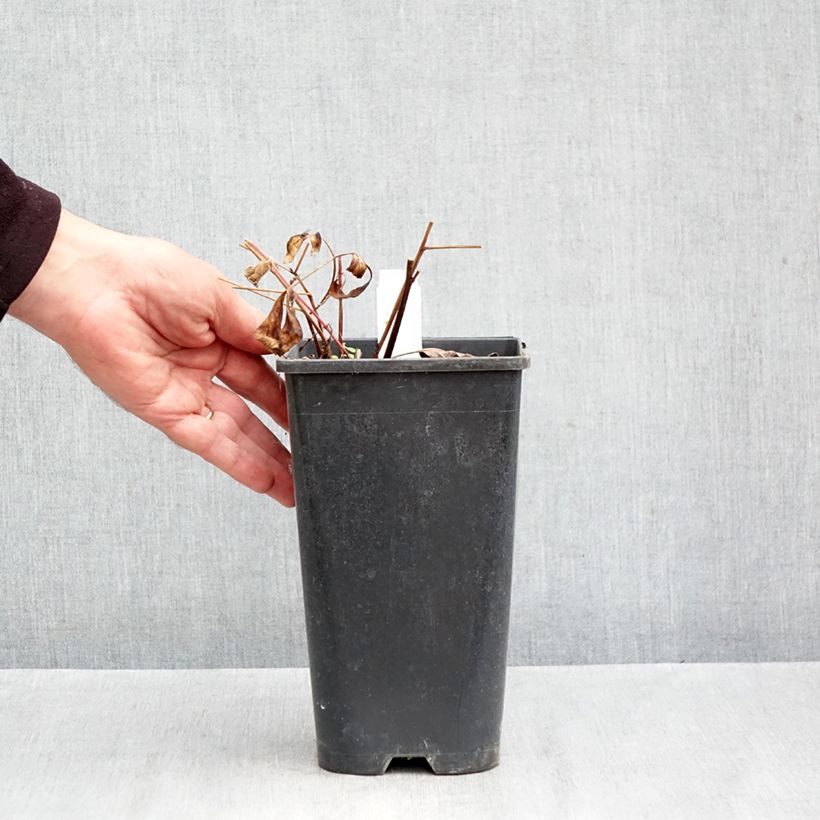 Ejemplar de Peonia lactiflora Reine Hortense Maceta 4L/5L entregado en otoño