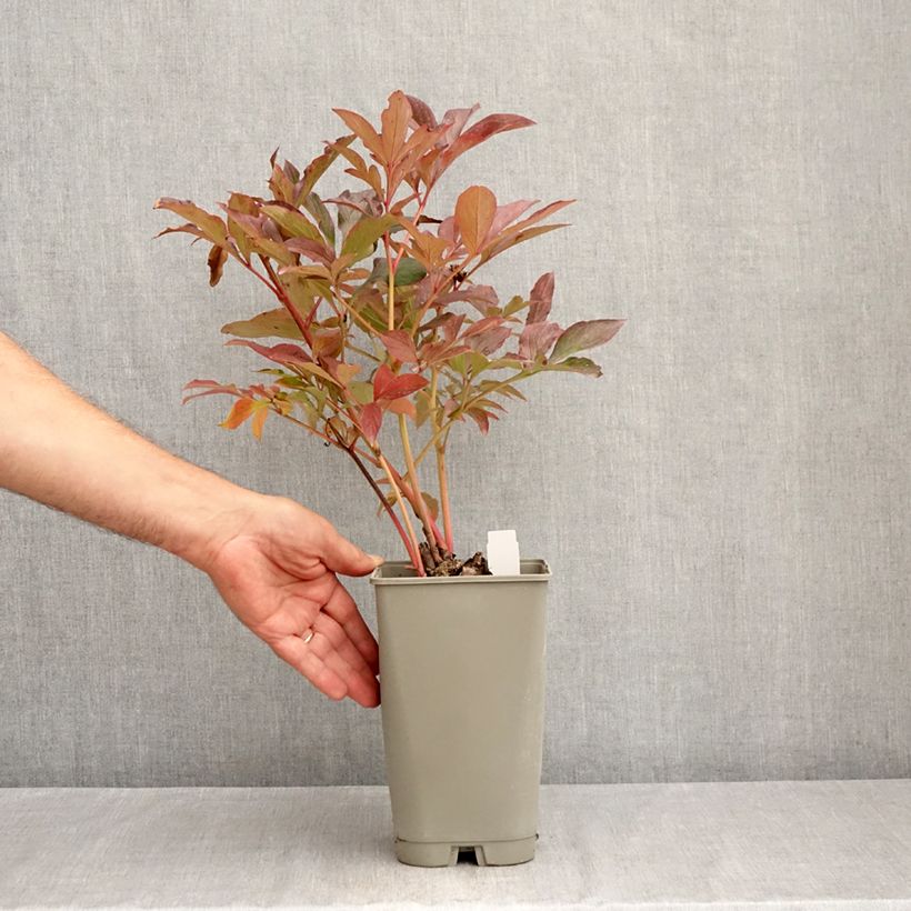 Ejemplar de Peonia lactiflora Konigin Wilhelmina Maceta 3L/4L entregado en verano