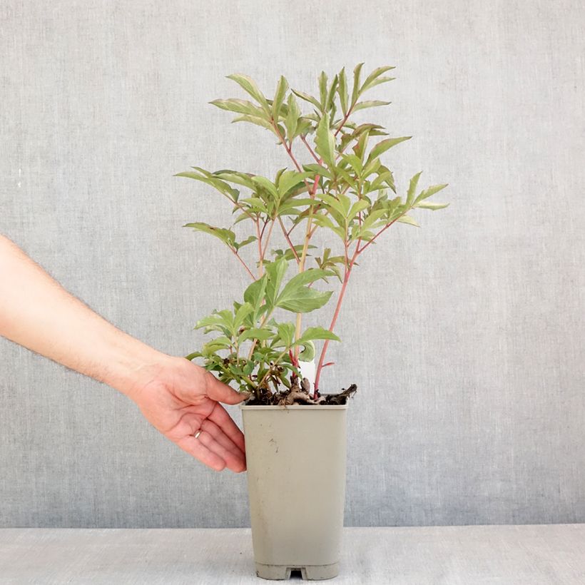 Peonia lactiflora Konigin Wilhelmina Maceta 3L/4L Ejemplar entregado en la primavera