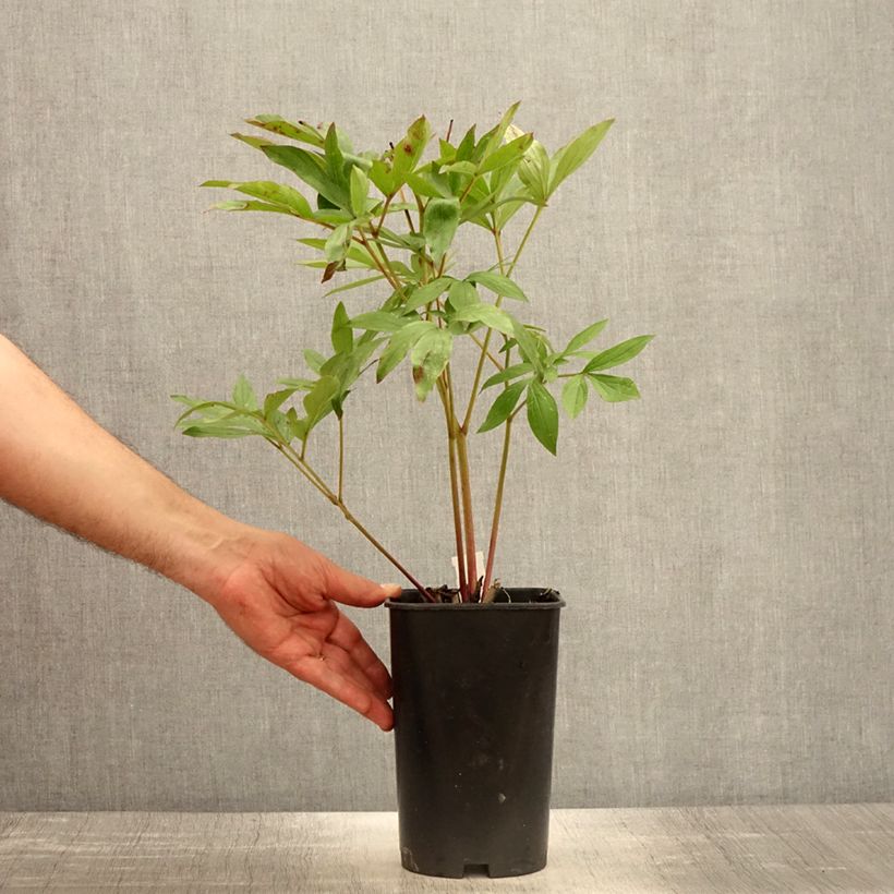 Peonia lactiflora Sarah Bernhardt Maceta 3L/4L Ejemplar entregado en la primavera