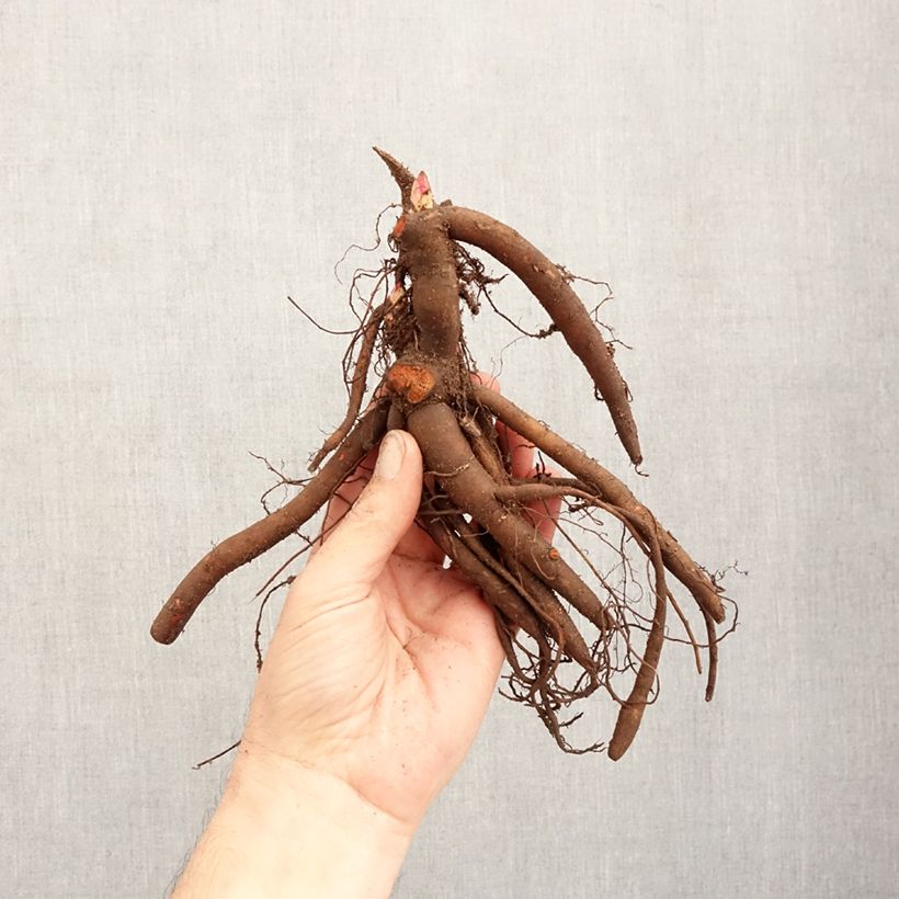 Peonia lactiflora Sarah Bernhardt Cepa 3/5 ojos Ejemplar entregado en invierno