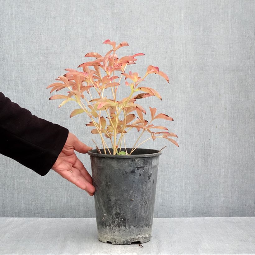 Ejemplar de Peonia lactiflora Sea Shell Maceta 3L/4L entregado en otoño