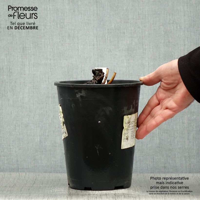 Peonia lactiflora Sea Shell Maceta 3L/4L Ejemplar entregado en invierno