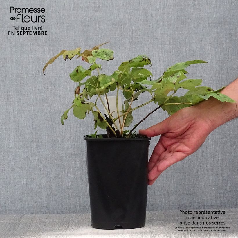 Ejemplar de Peonia lactiflora Temple Maceta 3L/4L entregado en verano