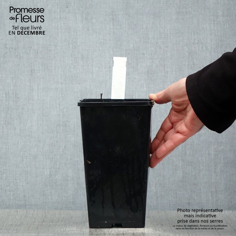 Peonia lactiflora Temple Maceta 3L/4L Ejemplar entregado en invierno