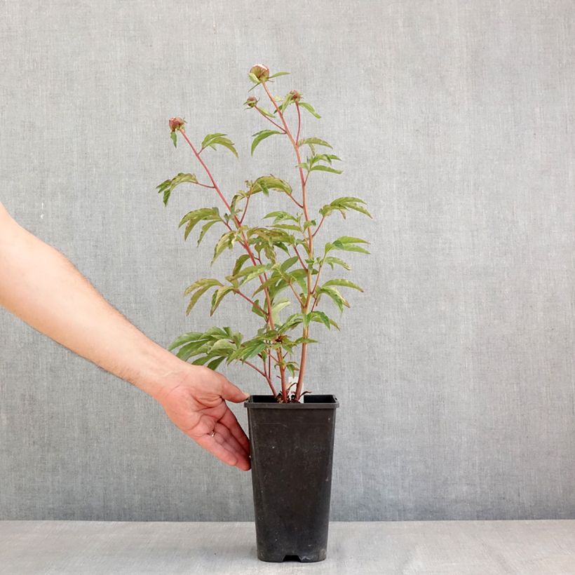 Peonia lactiflora Solange Maceta 3L/4L Ejemplar entregado en la primavera