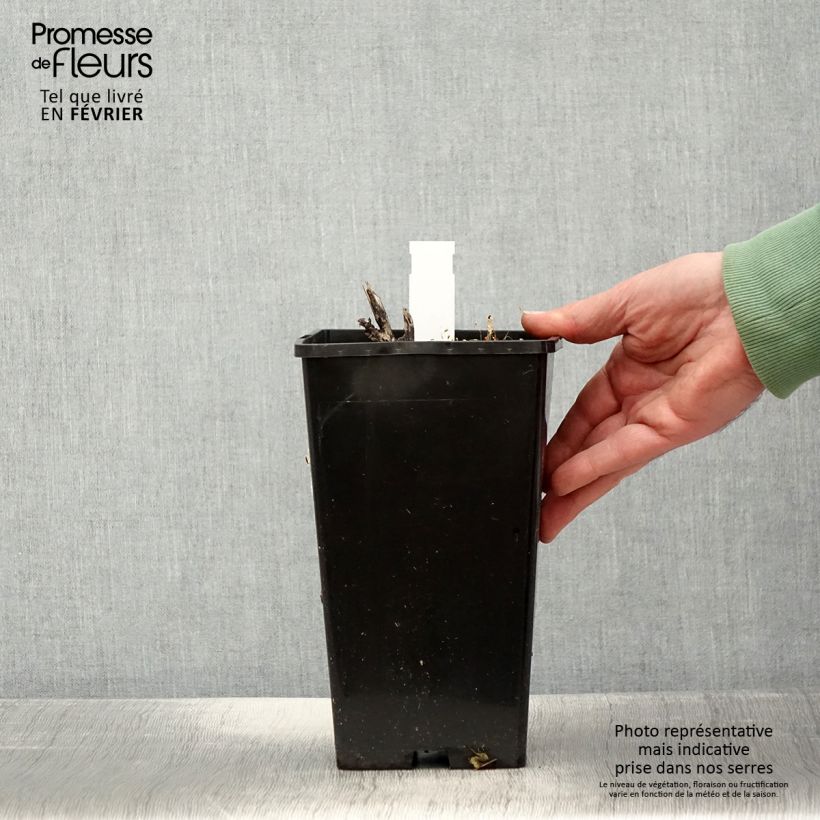 Peonia lactiflora Sorbet Maceta 3L/4L Ejemplar entregado en invierno