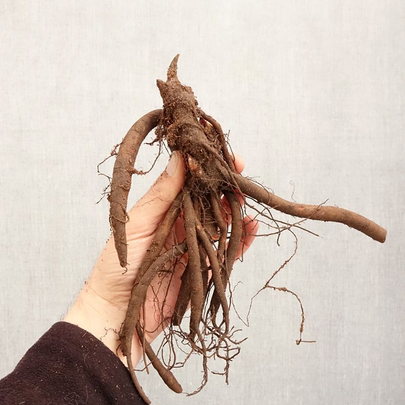 Peonia lactiflora Sorbet Cepa 3/5 ojos Ejemplar entregado en invierno