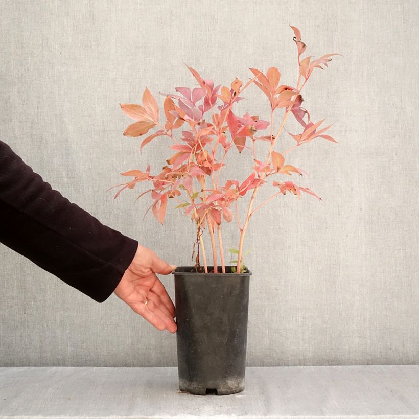 Ejemplar de Peonia lactiflora Think pink Maceta 4L/5L entregado en otoño