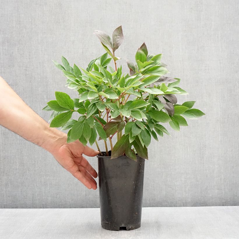 Peonia lactiflora Think pink Maceta 4L/5L Ejemplar entregado en la primavera