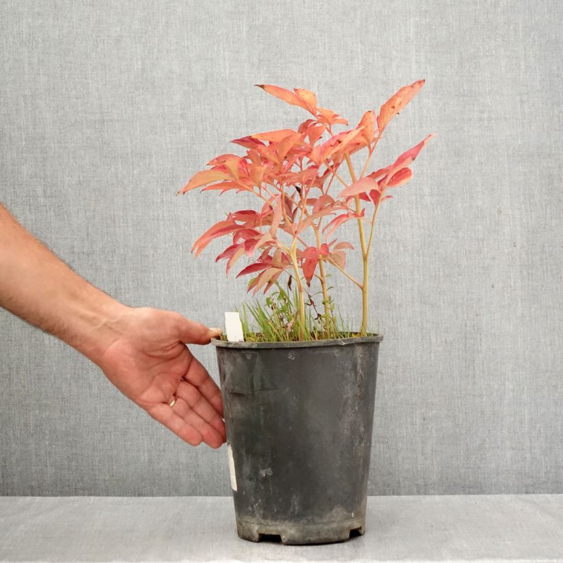 Ejemplar de Peonia lactiflora Top Brass Maceta 3L/4L entregado en otoño