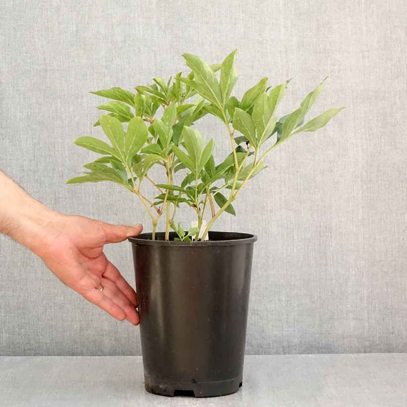Ejemplar de Peonia lactiflora Top Brass Maceta 3L/4L entregado en verano