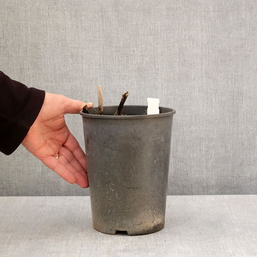 Peonia lactiflora Top Brass Maceta 3L/4L Ejemplar entregado en la primavera