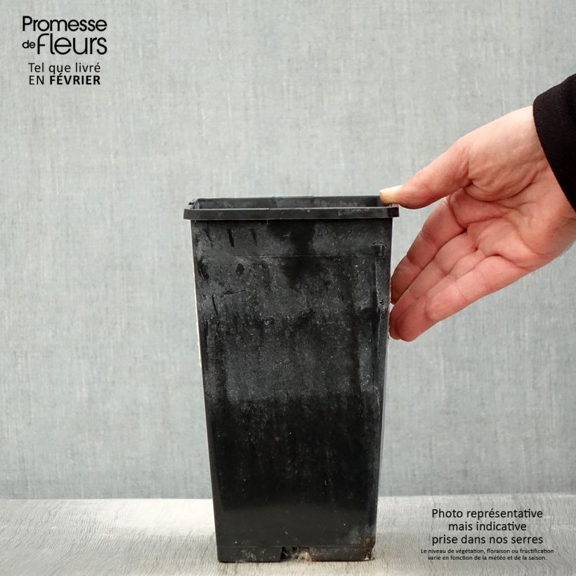 Peonia lactiflora White Wings Maceta 3L/4L Ejemplar entregado en invierno