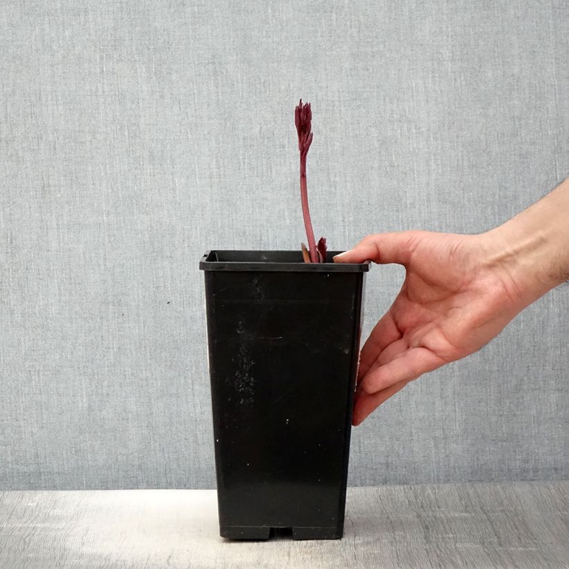 Peonia lactiflora White Wings Maceta 3L/4L Ejemplar entregado en la primavera