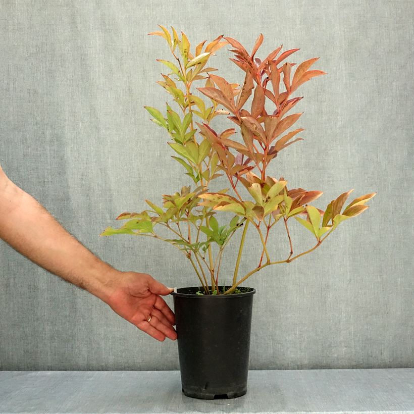 Ejemplar de Paeonia x lactiflora Patio Peony Athens - Peonía enana  Maceta 3L/4L entregado en verano