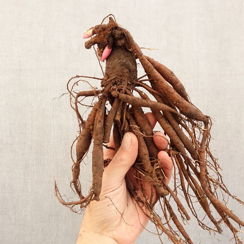 Paeonia x lactiflora Patio Peony Kiev - Peonía enana  Cepa 3/5 ojos Ejemplar entregado en invierno