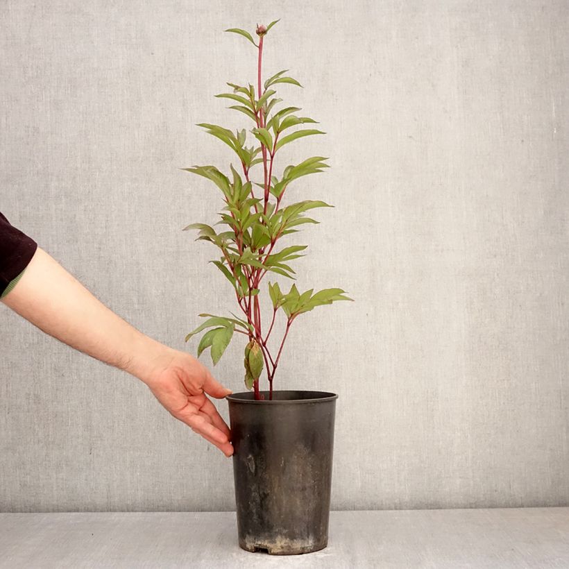 Paeonia x lactiflora Patio Peony London - Peonía enana  Maceta 3L/4L Ejemplar entregado en la primavera