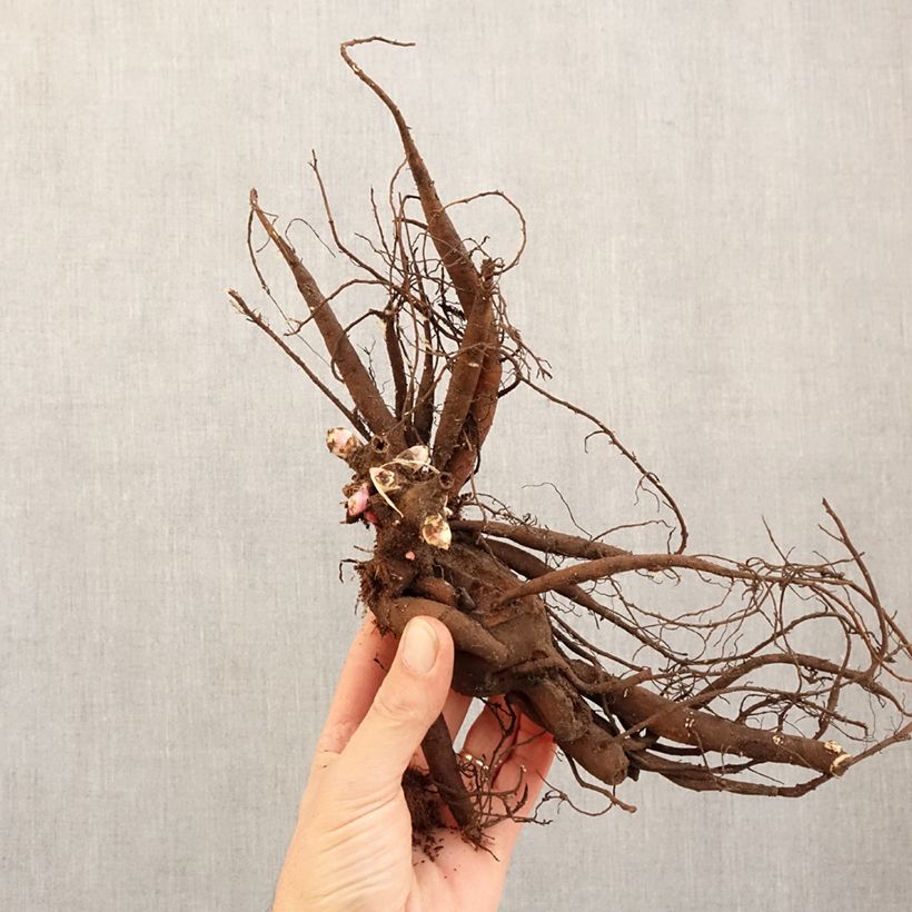 Paeonia x lactiflora Patio Peony Moscow - Peonía enana  Cepa 3/5 ojos Ejemplar entregado en invierno