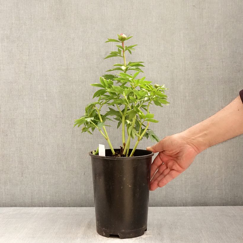 Paeonia x lactiflora Patio Peony Oslo - Peonía enana  Maceta 3L/4L Ejemplar entregado en la primavera