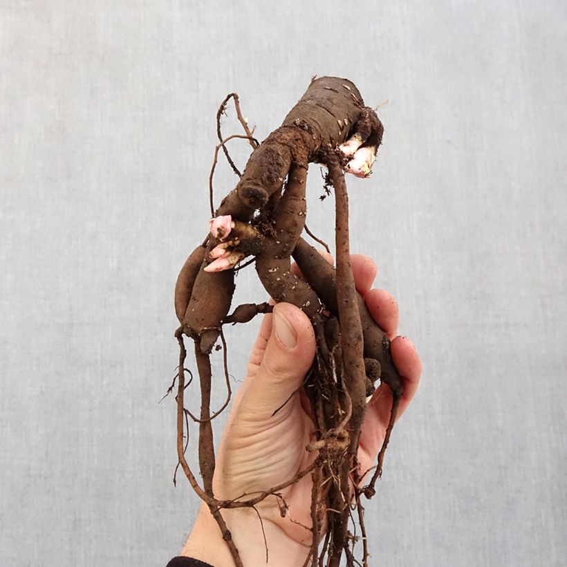 Paeonia x lactiflora Patio Peony Oslo - Peonía enana  Cepa 3/5 ojos Ejemplar entregado en invierno