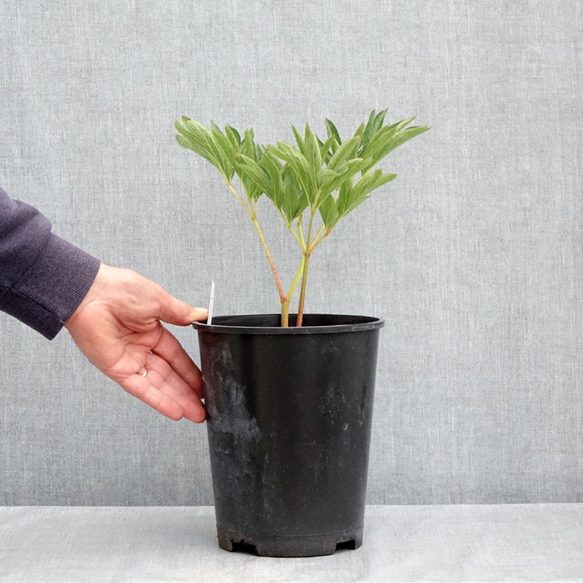 Peonia officinalis Alba Plena Maceta 3L/4L Ejemplar entregado en la primavera