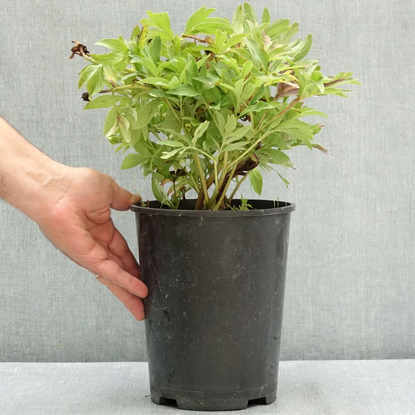 Ejemplar de Paeonía officinalis Anemoniflora Maceta 3L/4L entregado en verano