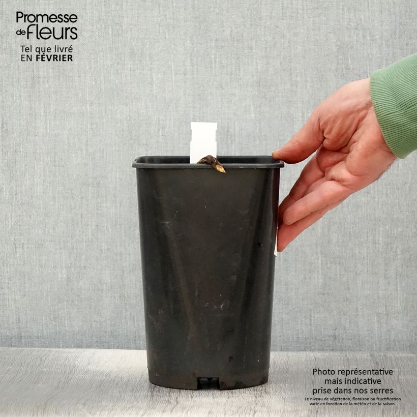 Peonia officinalis Rosea Plena Maceta 3L/4L Ejemplar entregado en invierno