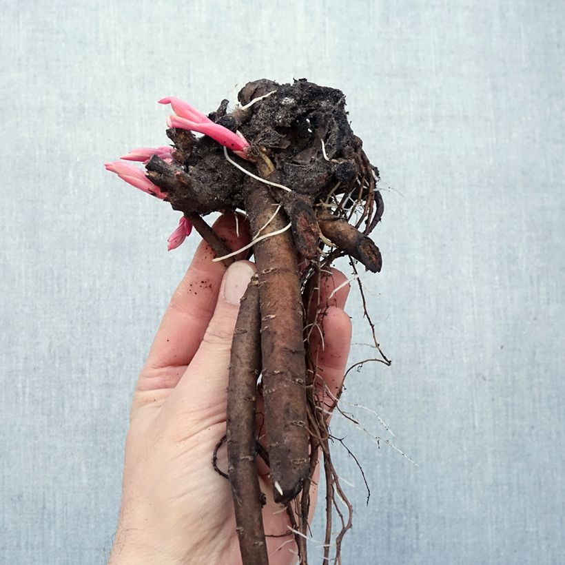 Peonía arbustiva Lilac - Paeonia suffruticosa Raíces desnudas Ejemplar entregado en invierno