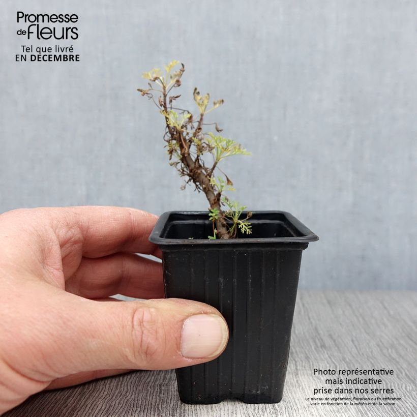 Planta de cola - Artemisia abrotanum var. maritima Maceta de 7/8 cm Ejemplar entregado en invierno